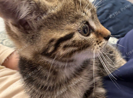 9 week old kitten