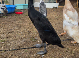 Indian runner ducks