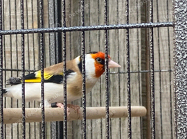 Siberian goldfinch for sale