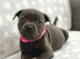 Kc registered blue Staffordshire bull terrier puppies