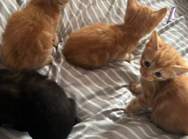 4 kittens
