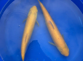 Albino Grass carp