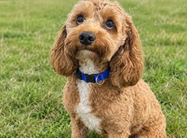 Gorgeous Cavapoo