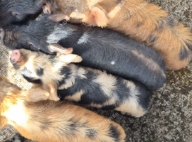 Kune cross pigs