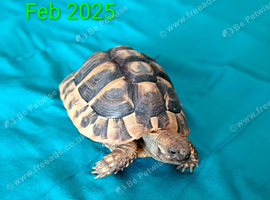 Baby Herman tortoise