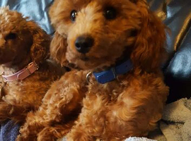 beautiful teddy the poodle