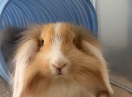 Bonded Male Rabbits