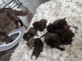 Beautiful Maine Coon kittens