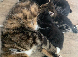 Kittens for sale