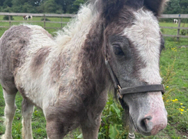 URGENT FEILD NEEDED ASAP