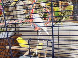 Baby budgies