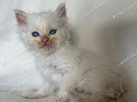 Beautiful Persian Kittens Looking for Their Forever Homes