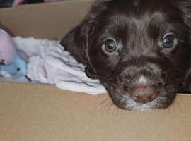 Brown girl cocker spaniel