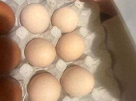 Rhode Island Red eggs