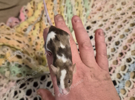 3 Cute Female Baby Fancy Mice