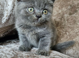 3 pedigree British blue shorthairs kittens