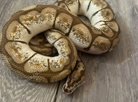 Ball python