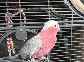 Cockatoo
