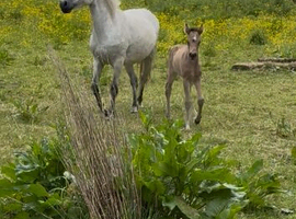 Dun Connemara filly