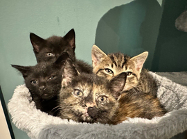 Stunning Mixed‑Breed British Shorthair Tabby Kittens &ndash; Ready to Reserve!
