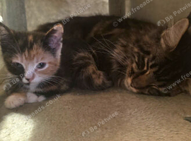 Polydactyl calico maincoon kitten