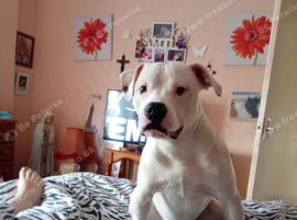 Staffy cross