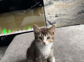 3 months female