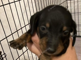 Puppy miniature Dutch hounds