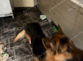 German shepherd