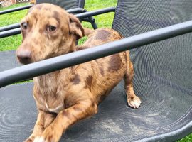 Dachshund for sale