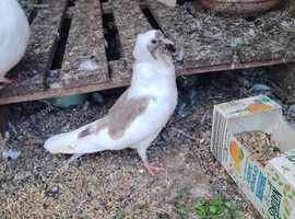 Young pigeons