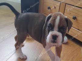 Boxer puppis  for  sale