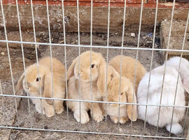 Baby rabbits