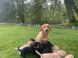 KC Registered Lab Pups