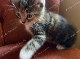 Kittens for sale (Ginger is reserved)
