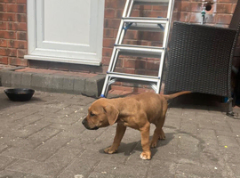 2 staff bull terrier pups