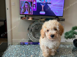 Asian extra Mini maltipoo ready to go(1 boy left