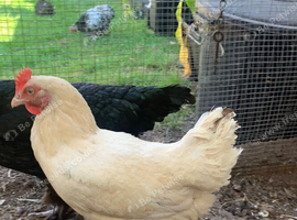 2 hens for sale