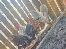 2 Rooster / Cockerel/Rooster