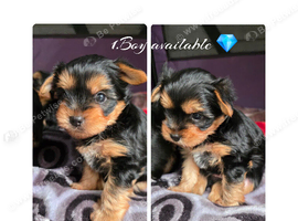 Stunning male Yorkshire Terrier available.
