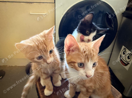 3 male kittens