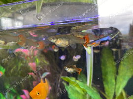 Mixed Guppies