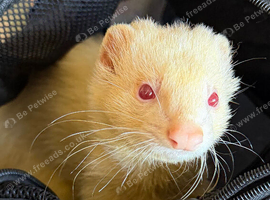 12 month old albino hob