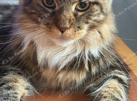 Maine coon