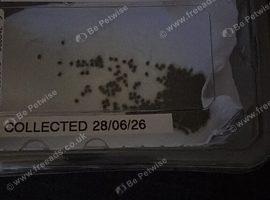 Indian stick insect eggs