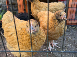 4 Hens