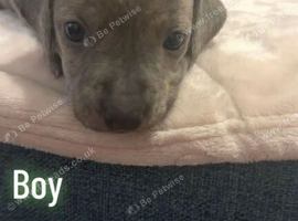 Staffy x puppies for sale