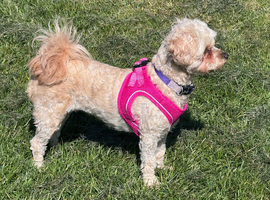 Maltipoo pups stunning colours