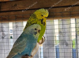 Budgies + Handtame