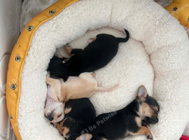 Chihuahua x jack russell